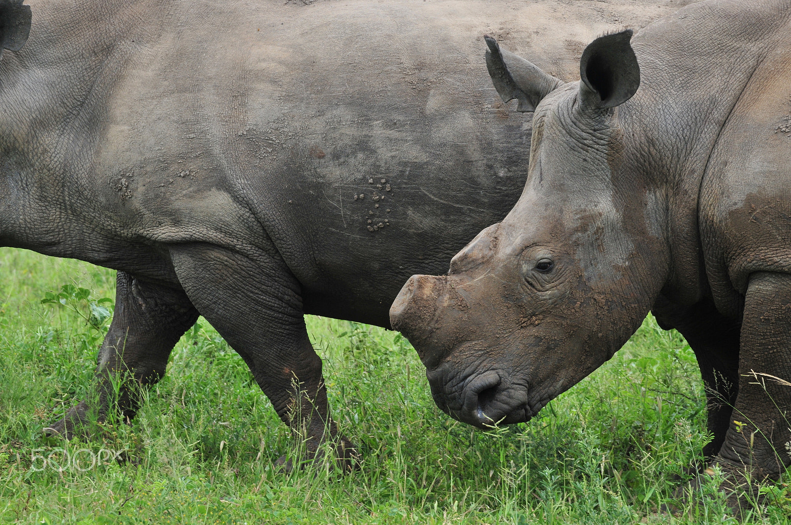 Nikon D300S sample photo. A horn which has been harvested to allegedly protect the rhino photography
