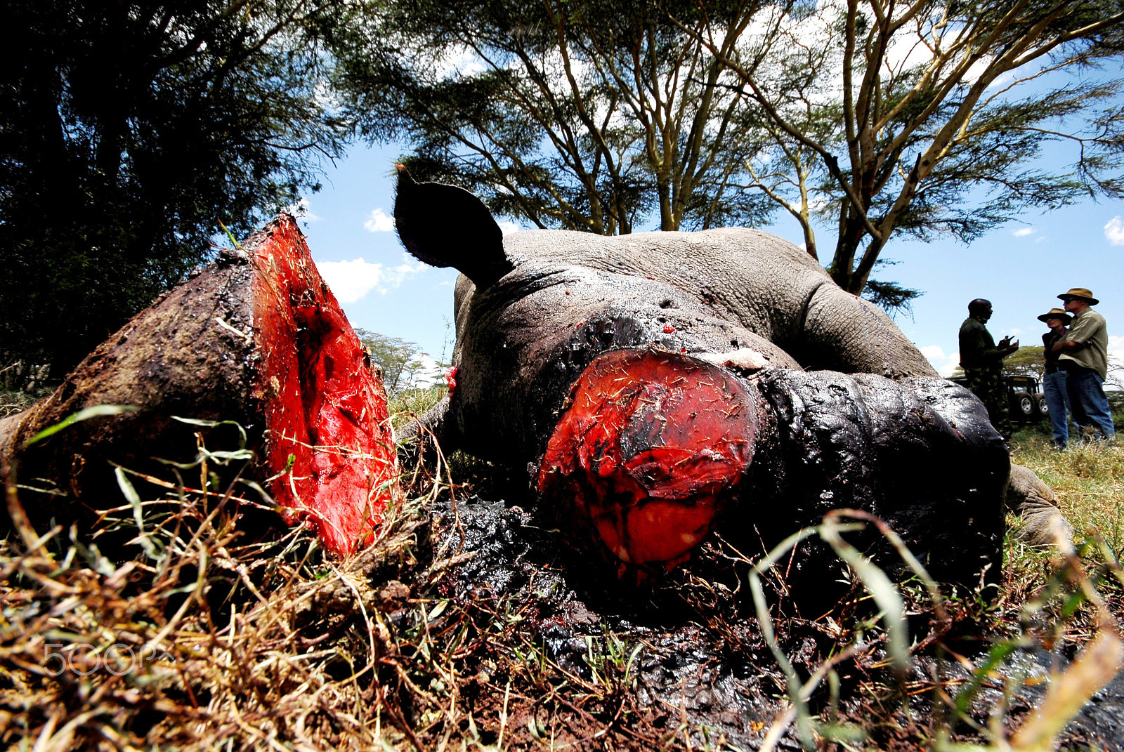 Nikon D200 sample photo. A poached rhino and its bloody horn photography