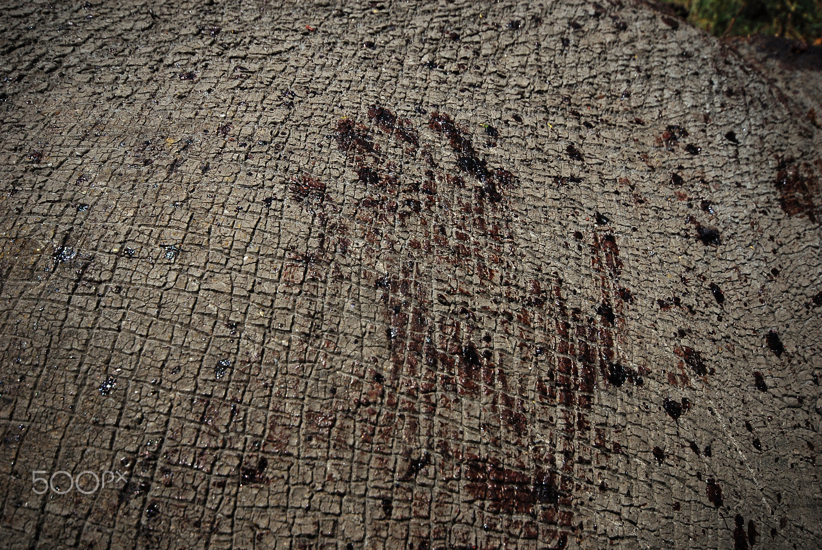 Nikon D200 sample photo. A poachers bloody hand on the body of a poached rhino photography