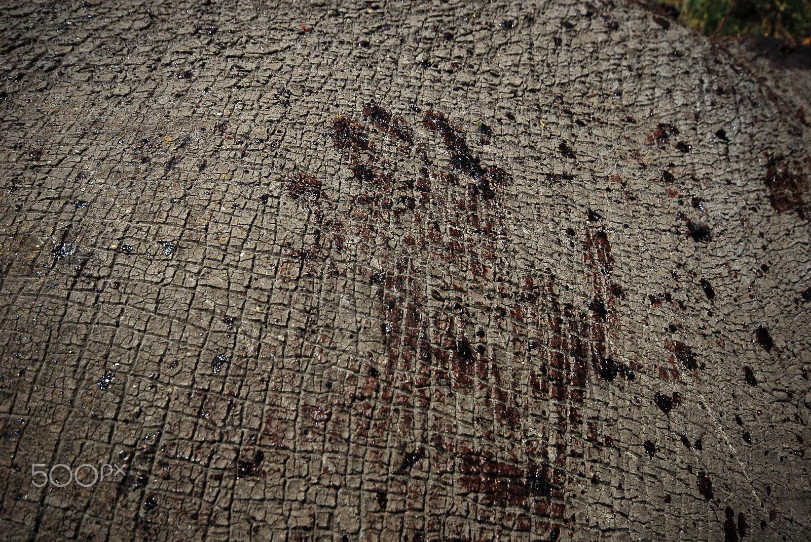 Sigma 10-20mm F4-5.6 EX DC HSM sample photo. A poachers bloody hand on the body of a poached rhino photography