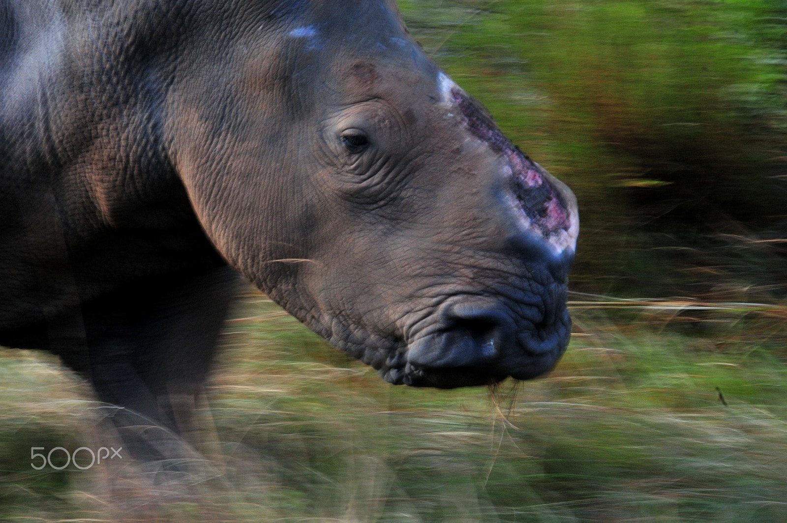 Nikon D300S sample photo. A survivor of poaching photography