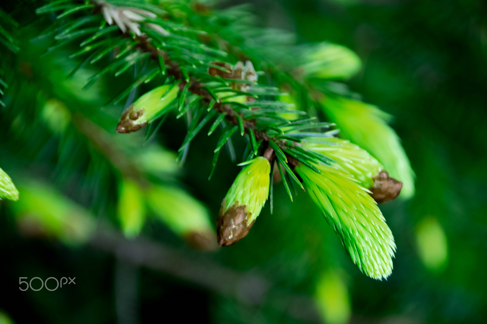 Sigma 18-250mm F3.5-6.3 DC OS HSM sample photo. All that green photography