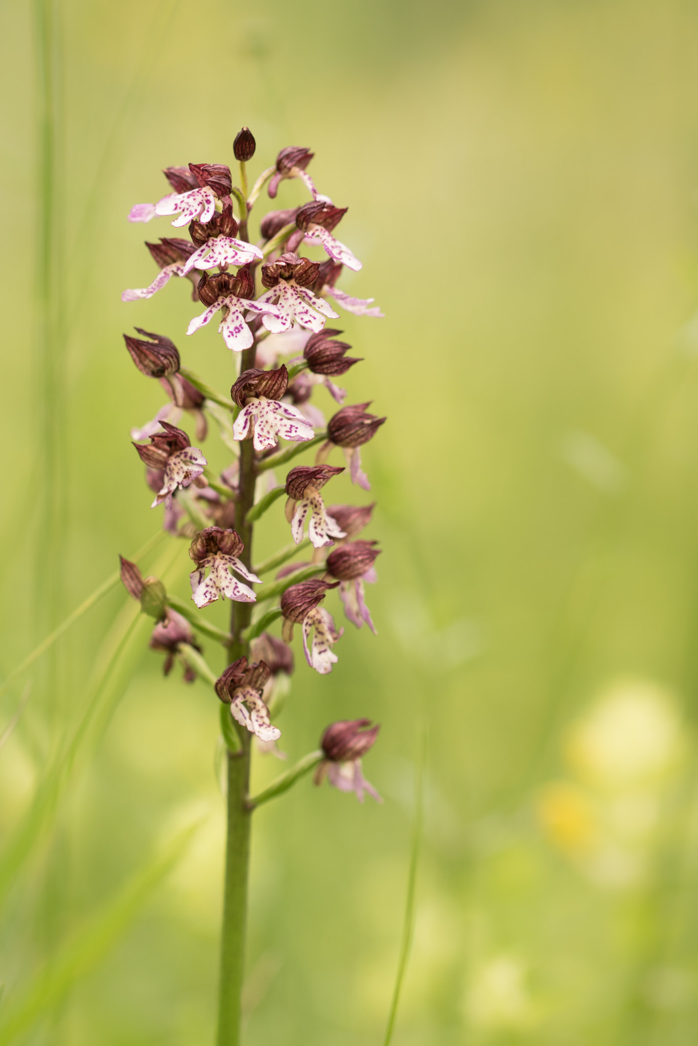 Sony ILCA-77M2 + 90mm F2.8 Macro SSM sample photo. Orchis purpurea photography