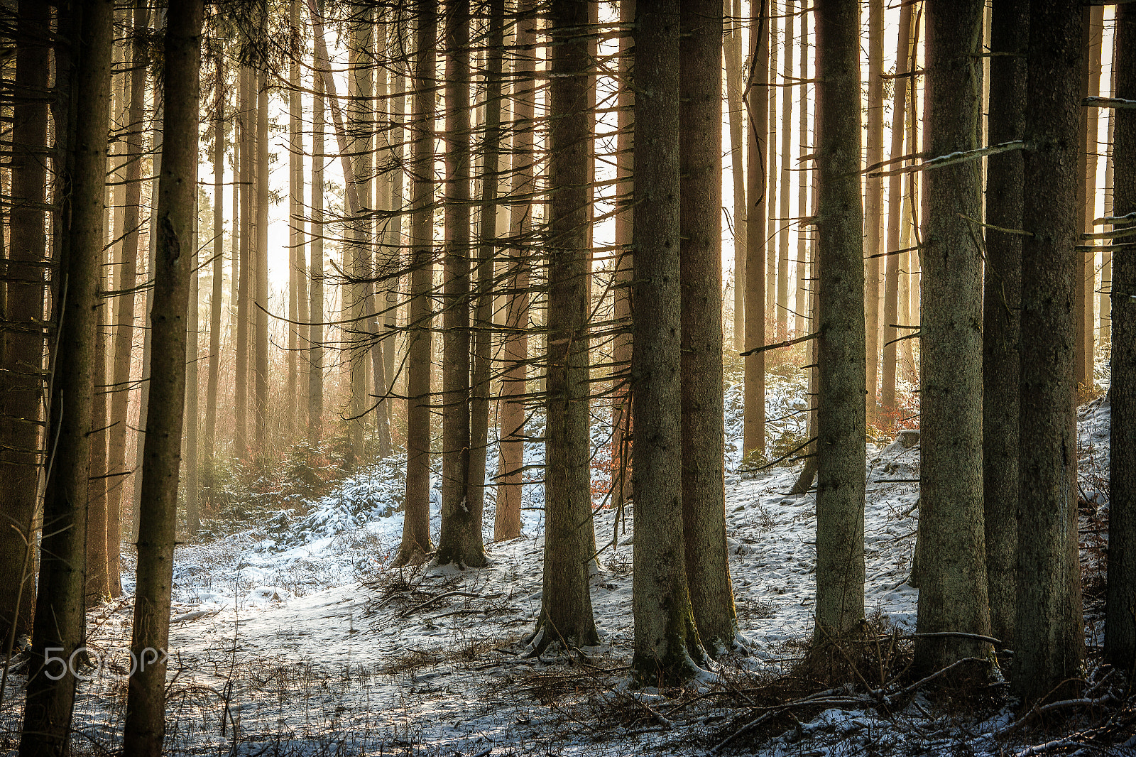 Canon EOS-1Ds Mark II sample photo. Winter morning photography