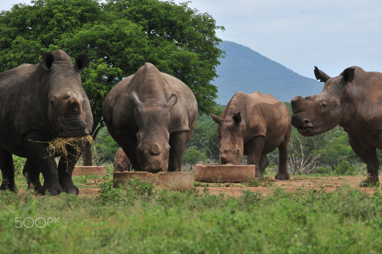 Nikon D300S sample photo. Rhino farming conservation or profit photography