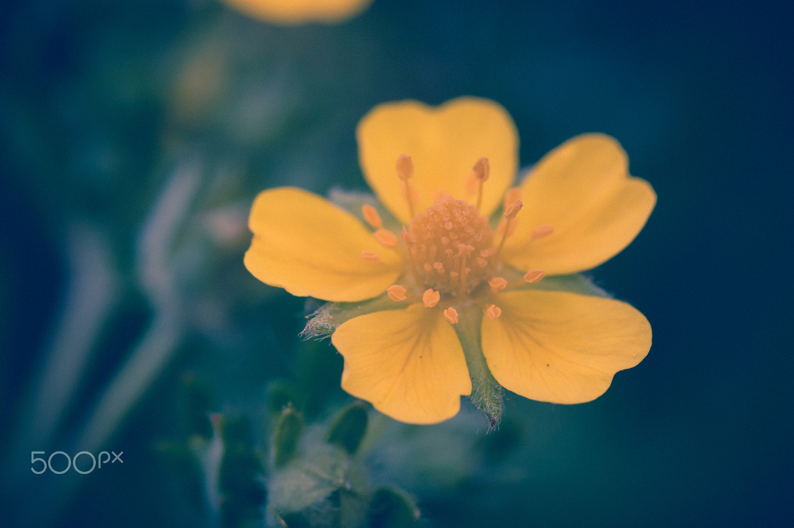 Pentax K20D + Pentax smc D-FA 100mm F2.8 macro sample photo. Little fella :) photography