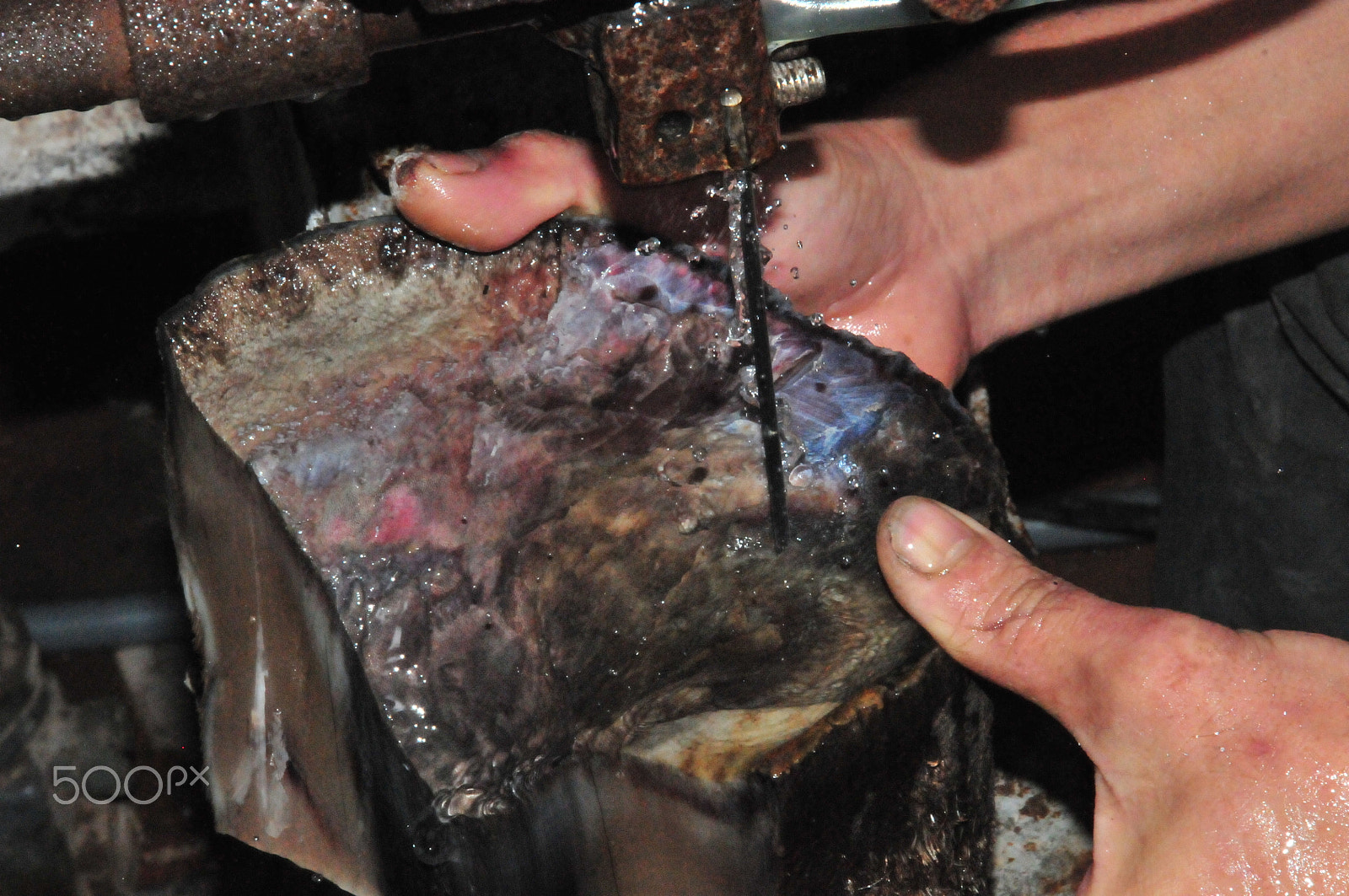 Nikon D300S sample photo. Rhino horn being cut up for jewellery photography
