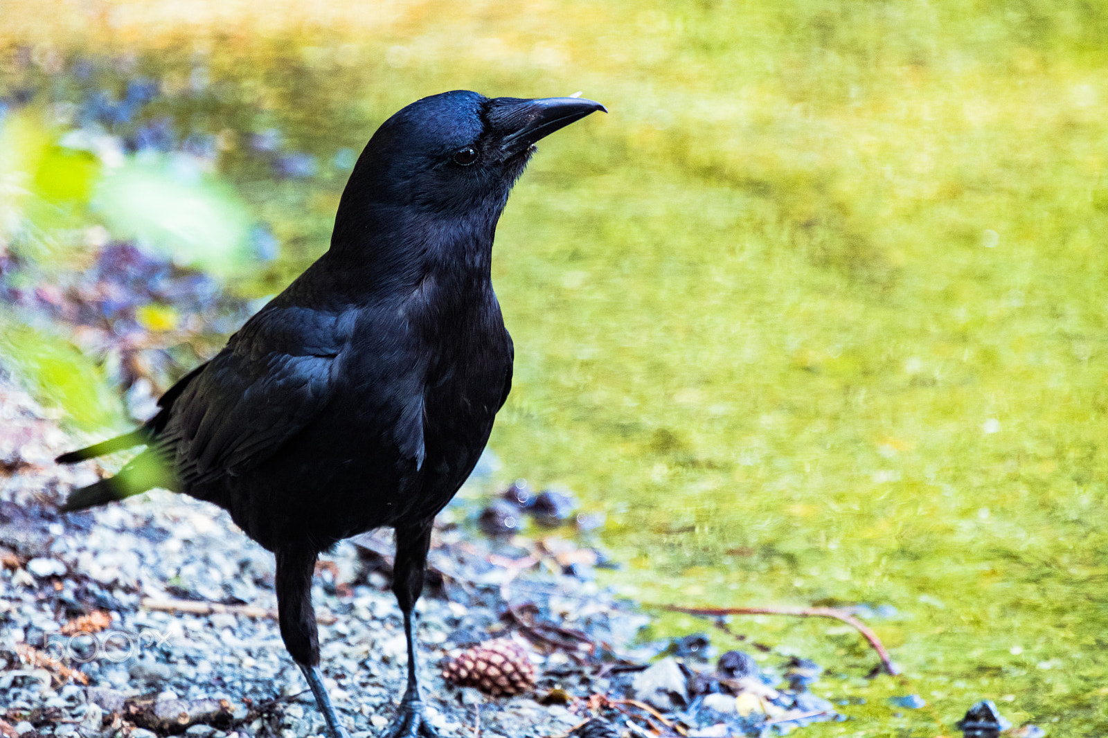 Nikon D500 sample photo. Crow on the shore of green lake in seattle, wa. photography