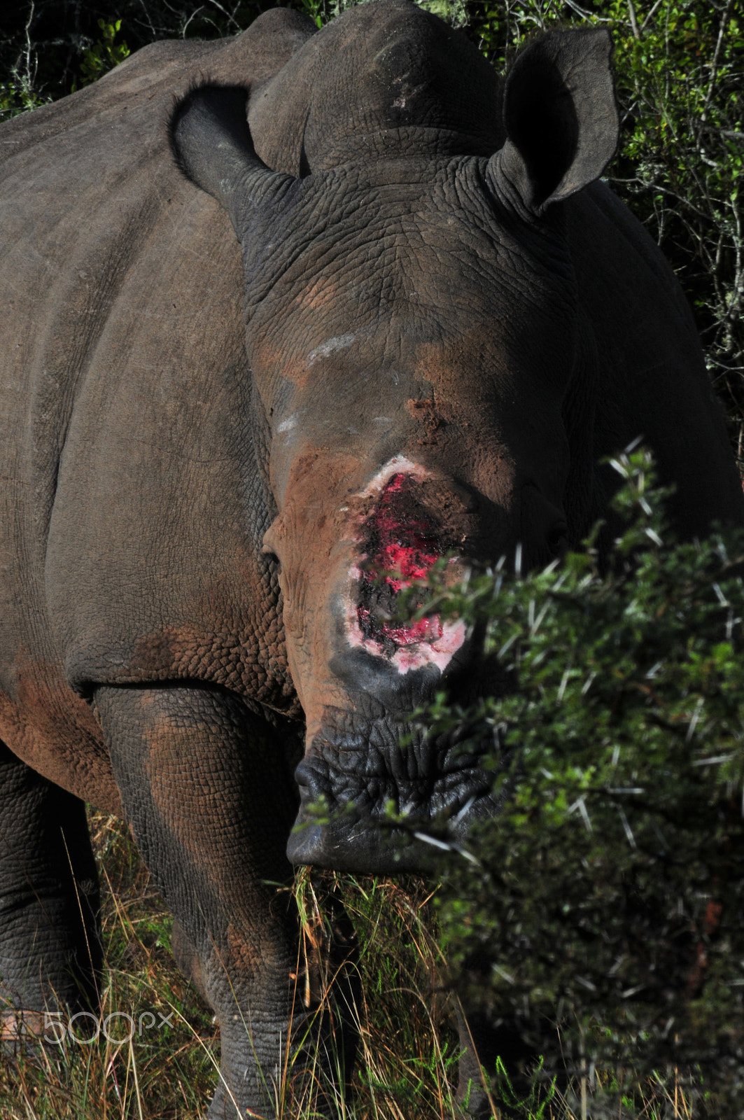Nikon D300S sample photo. The horn hacked off but this rhino survived photography