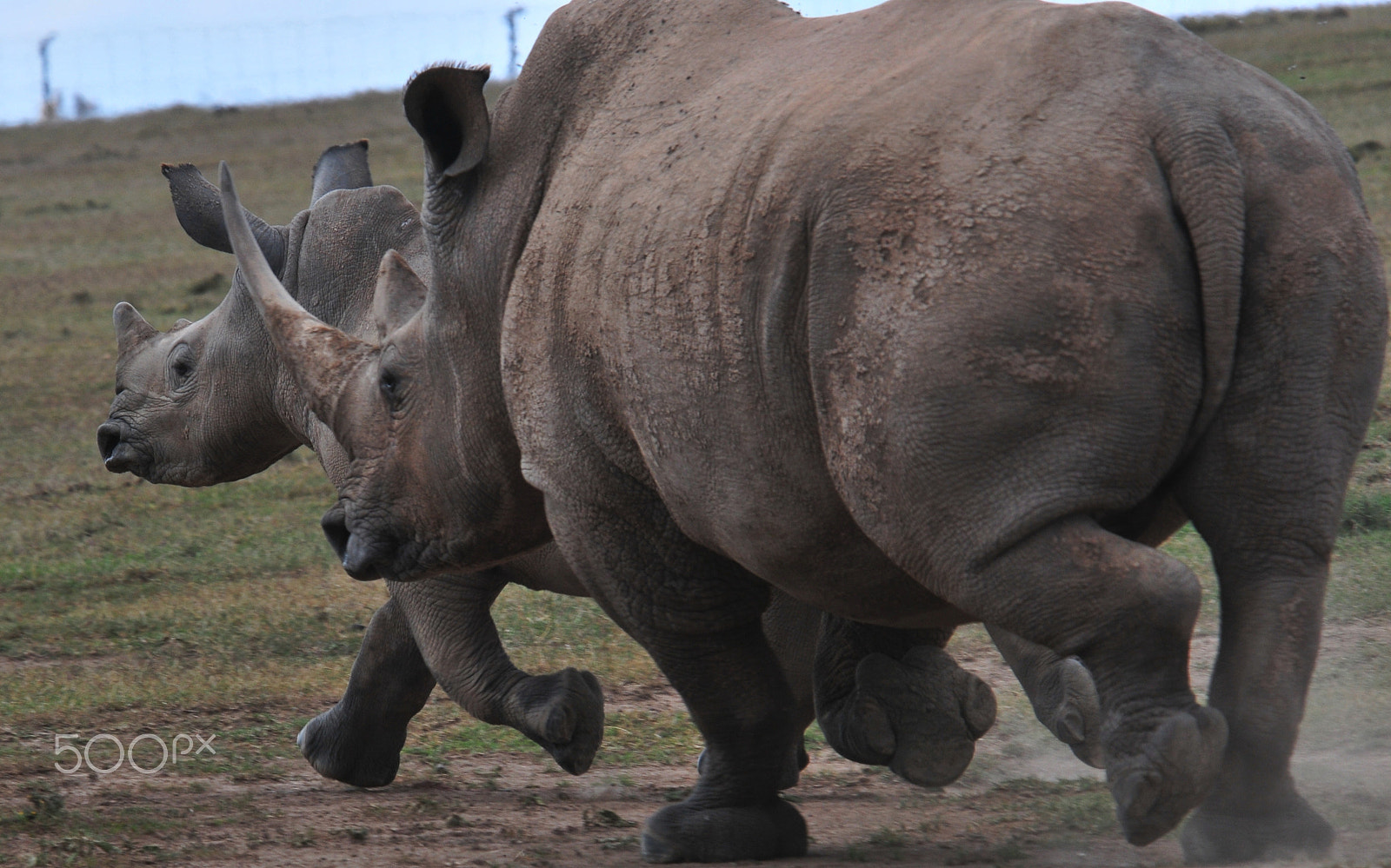 Nikon D300S sample photo. The rhino charge photography