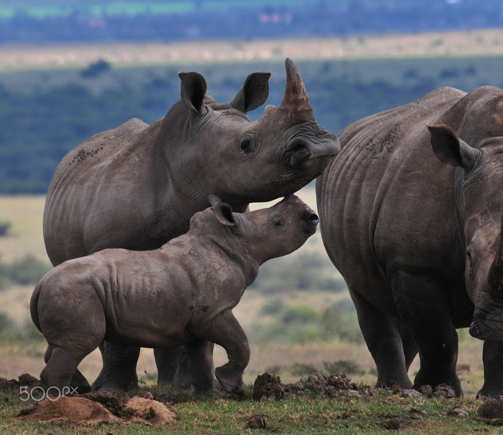 Nikon D300S sample photo. White rhino playing photography