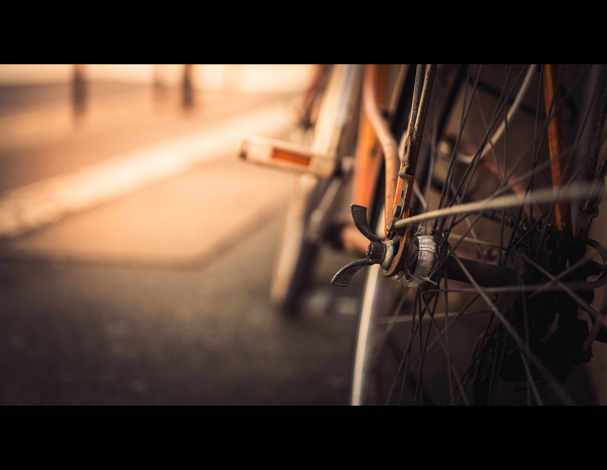 Canon EOS 6D + Canon EF 50mm F2.5 Macro sample photo. Orange is the new what ? photography
