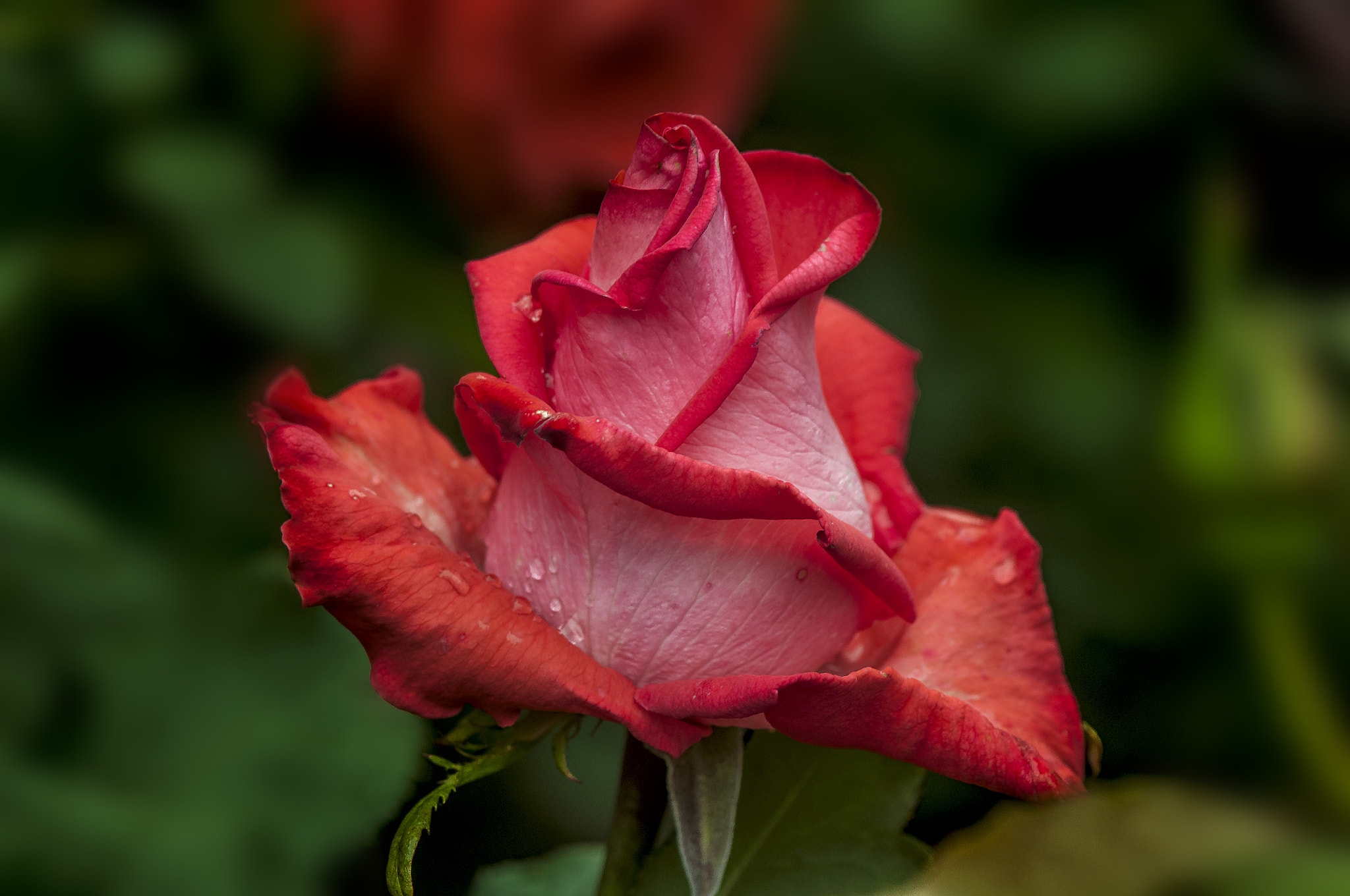 Nikon D300 + AF Micro-Nikkor 105mm f/2.8 sample photo. Красавица " Рафаэлло" photography