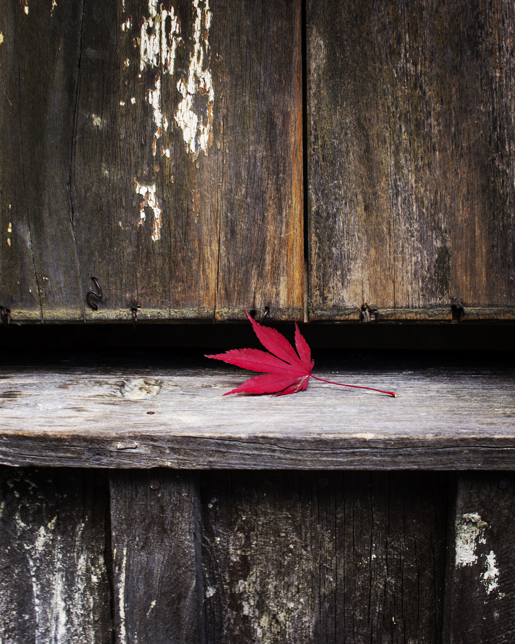 Canon EF-S 24mm F2.8 STM sample photo. Autumn photography