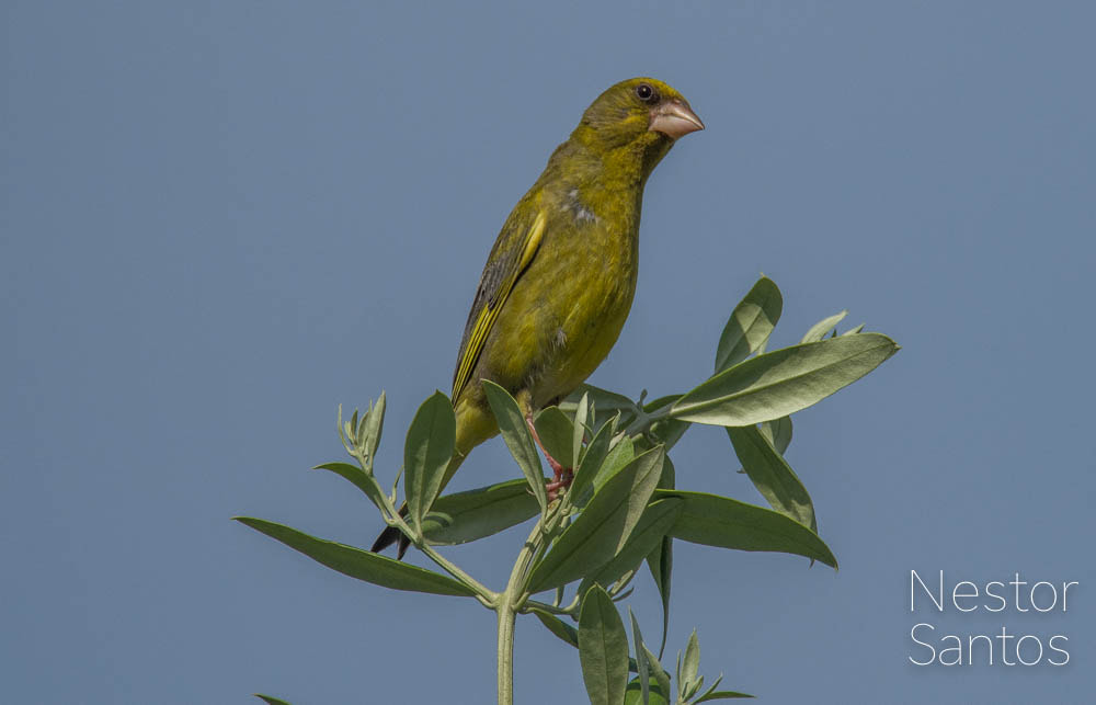 Pentax K-1 sample photo. Litle bird photography