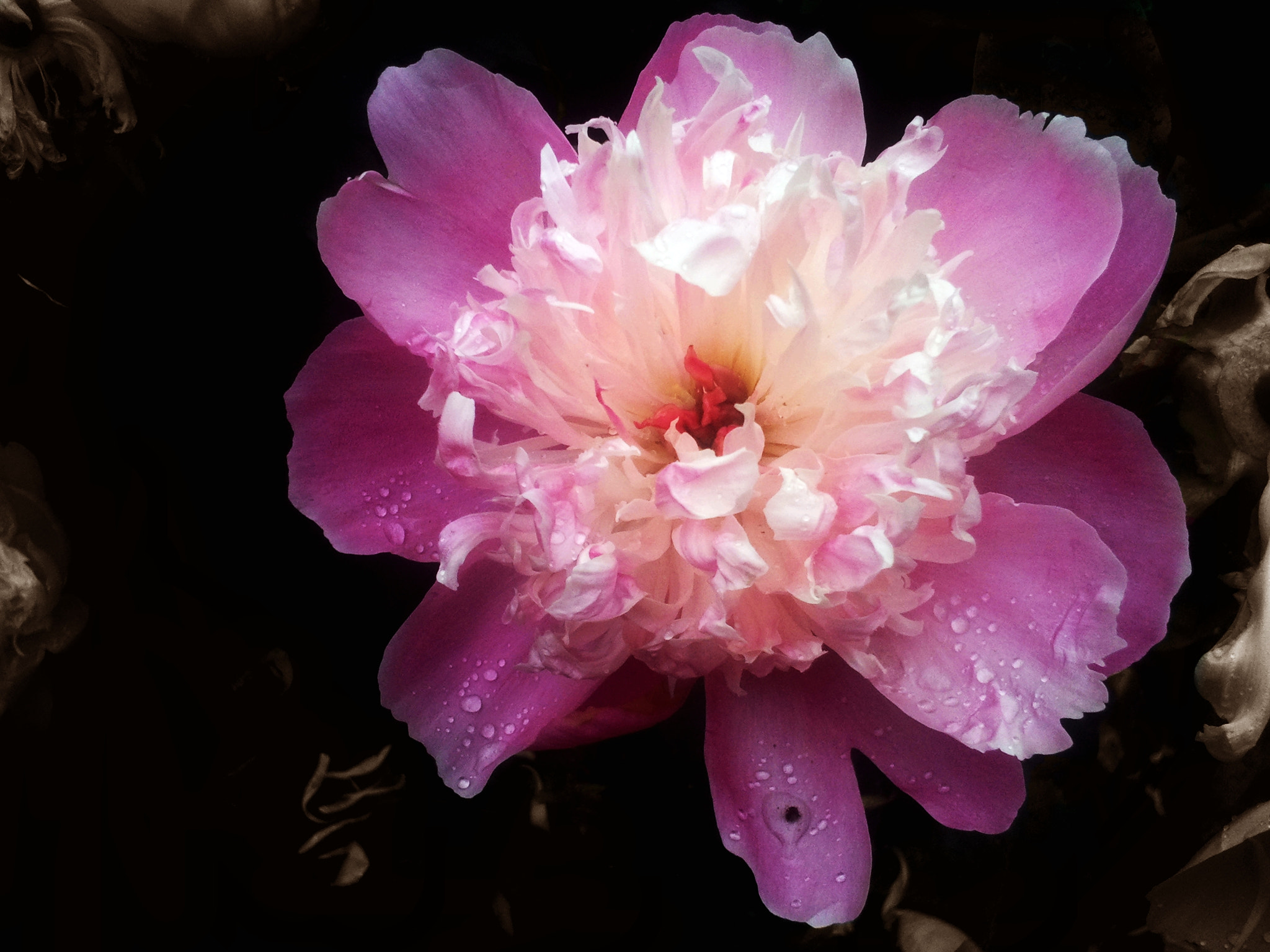 Samsung Galaxy S sample photo. Flower photography