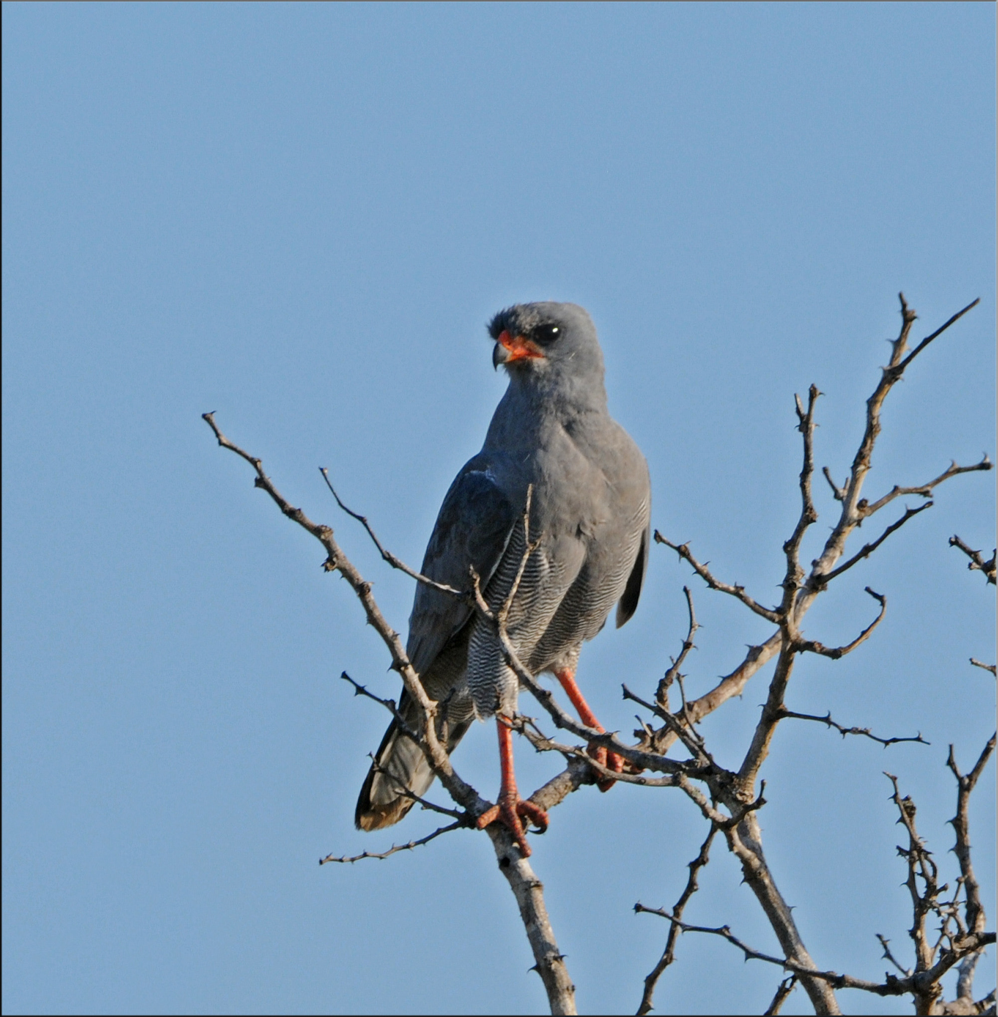 Nikon AF-S Nikkor 400mm F2.8G ED VR II sample photo. Dark chanting goshawk photography