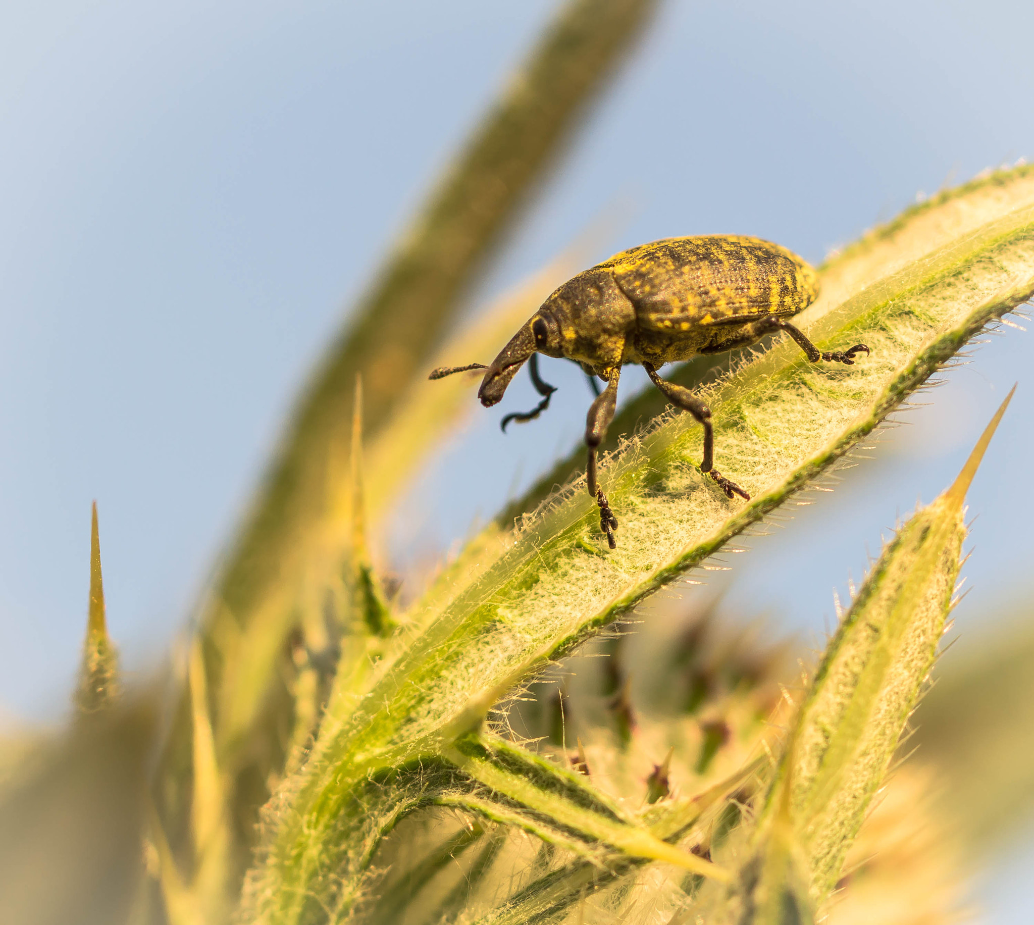 Nikon D3100 sample photo. Bug... photography