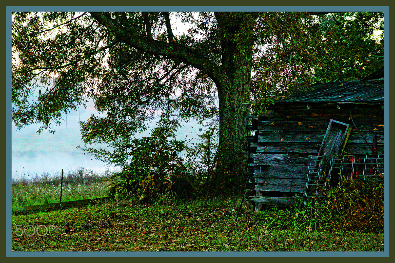 Tamron SP AF 28-105mm f/2.8 LD Aspherical IF sample photo. Shed tree and fog photography