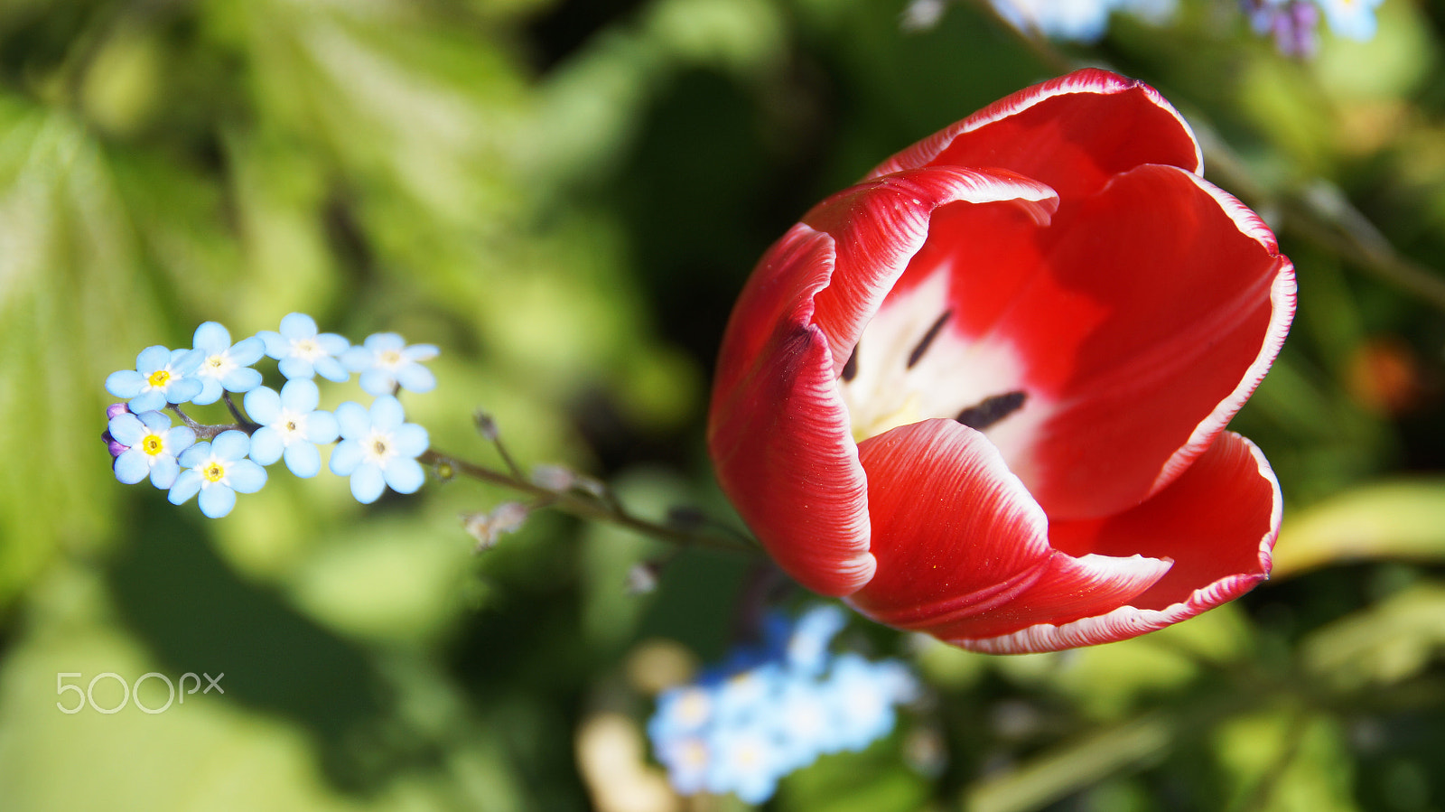 Sony DT 18-200mm F3.5-6.3 sample photo. | tulip | photography