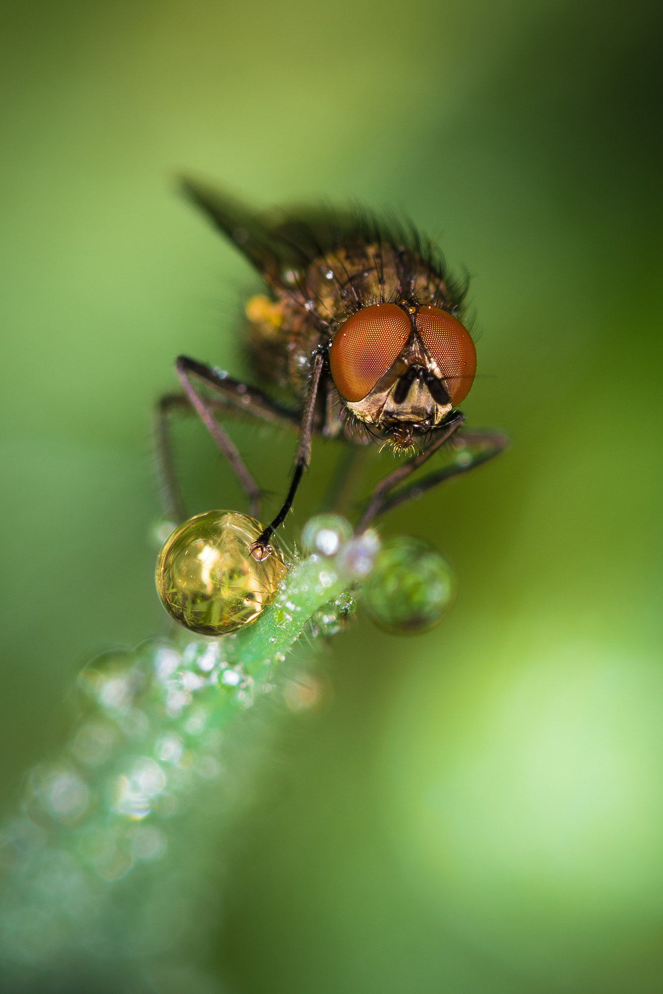Nikon D810 + Nikon AF Micro-Nikkor 200mm F4D ED-IF sample photo. Ready to jump ! photography