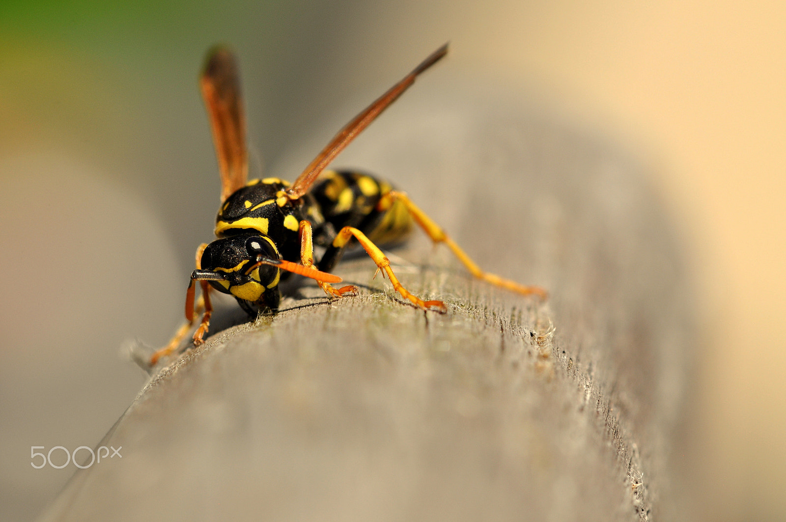 Sigma 105mm F2.8 EX DG OS HSM sample photo