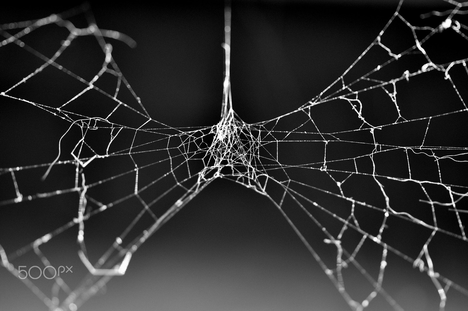 Sigma 105mm F2.8 EX DG OS HSM sample photo. Spiderweb photography
