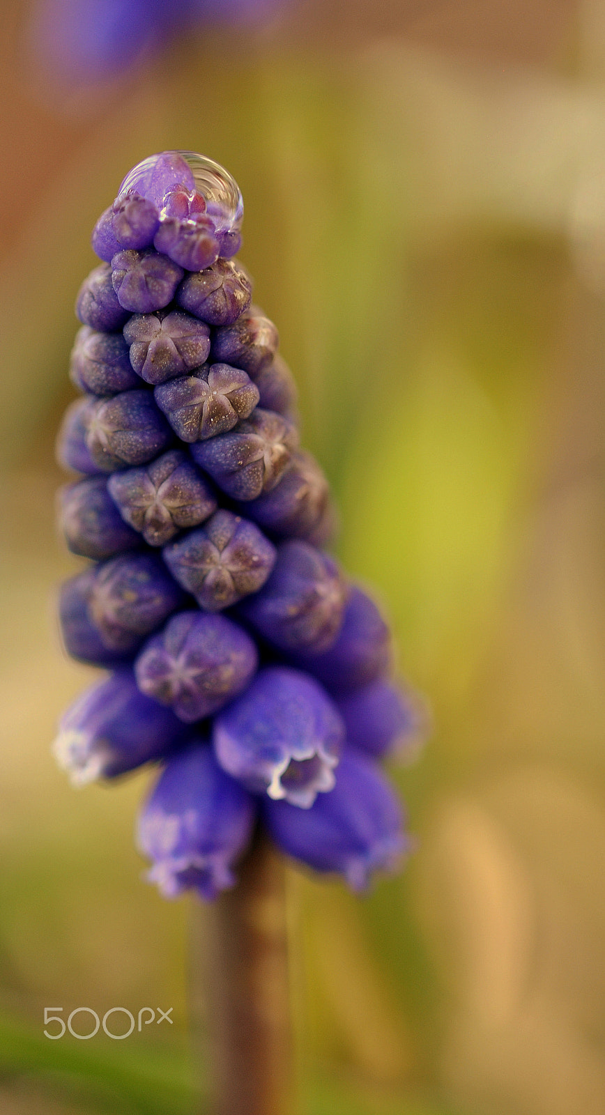 Sigma 105mm F2.8 EX DG OS HSM sample photo. Blue grape flower photography