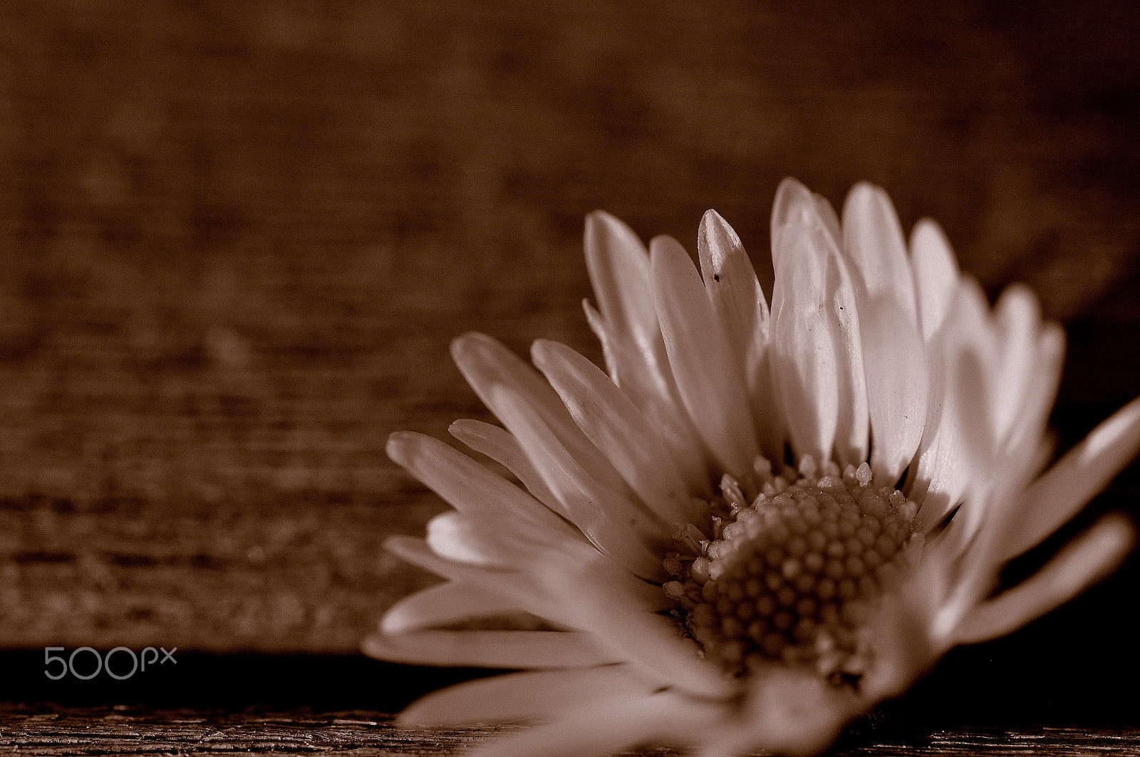 Sigma 105mm F2.8 EX DG OS HSM sample photo. White daisy photography