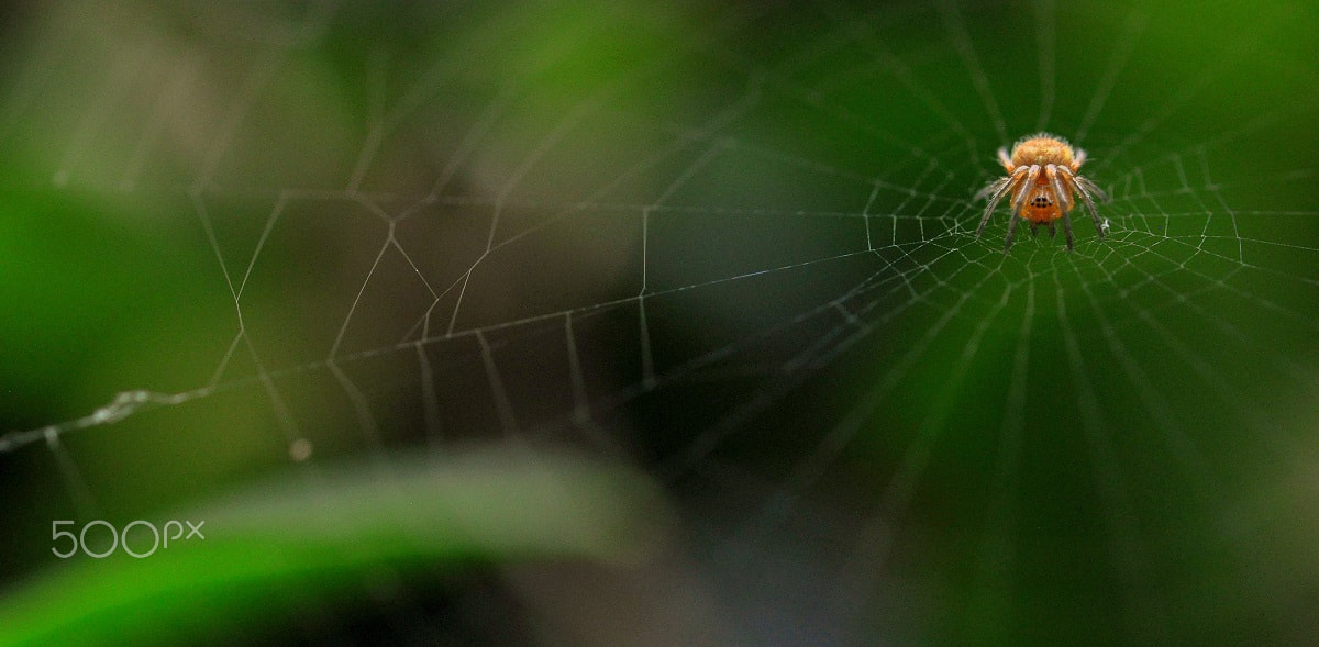 Sigma 105mm F2.8 EX DG OS HSM sample photo. Little spider photography