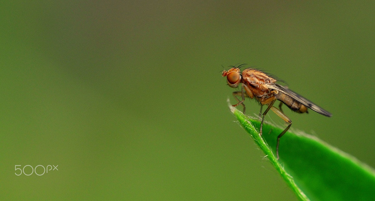 Sigma 105mm F2.8 EX DG OS HSM sample photo
