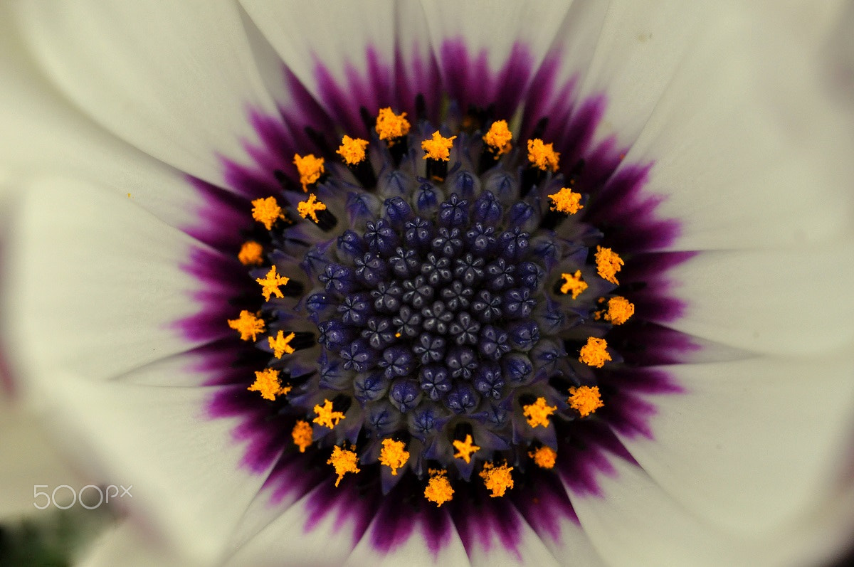 Sigma 105mm F2.8 EX DG OS HSM sample photo. Spanish daisy photography