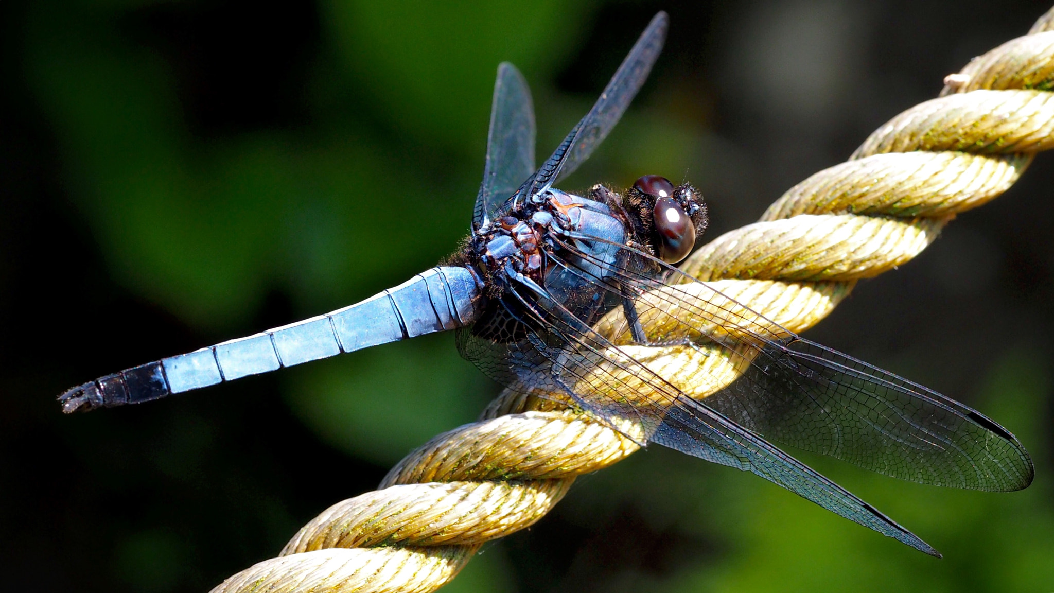 Olympus PEN E-PL7 sample photo. Common skimmer photography