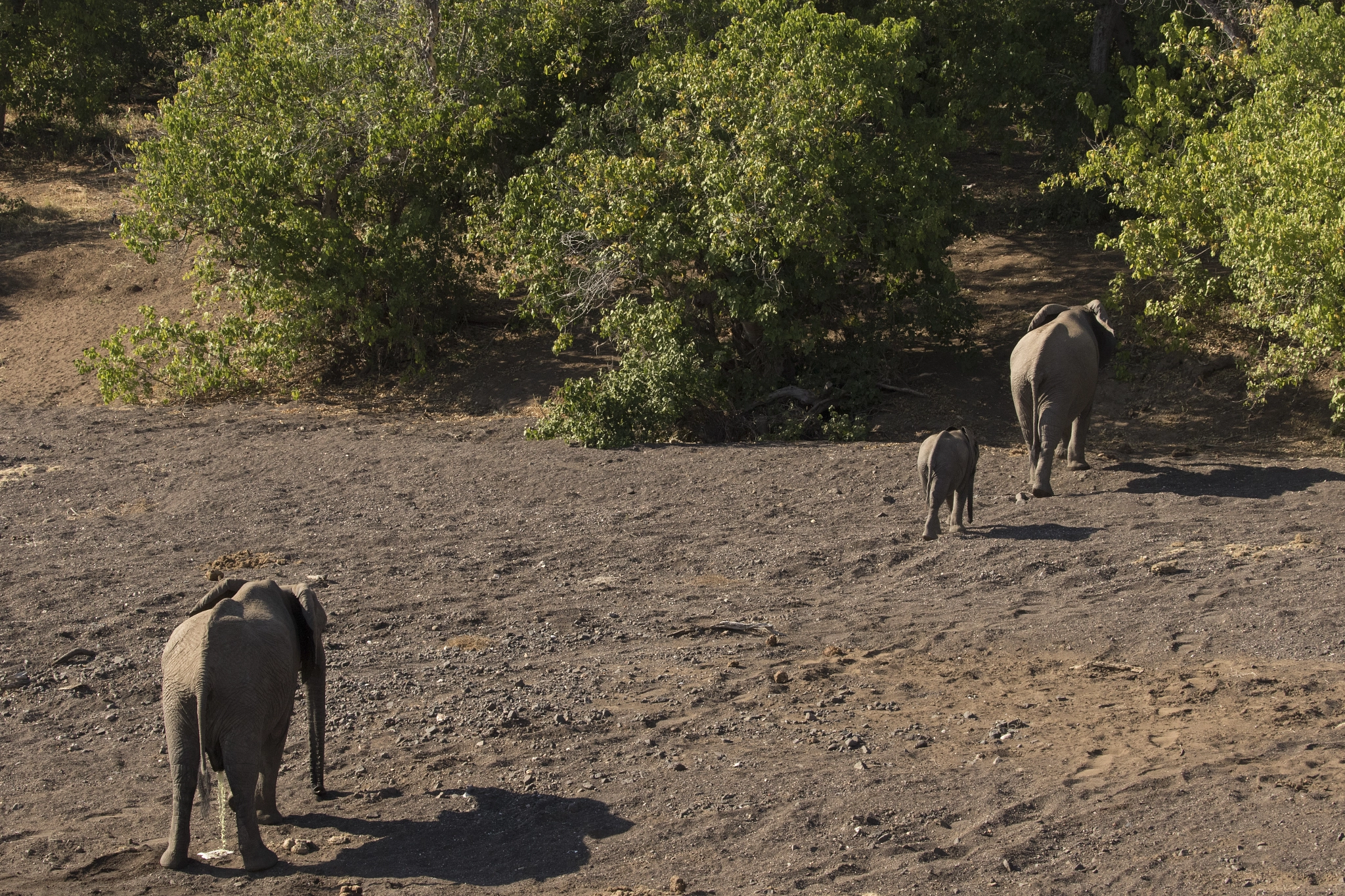 Canon EOS 7D Mark II + Canon EF 100-400mm F4.5-5.6L IS II USM sample photo. Elephant fam photography