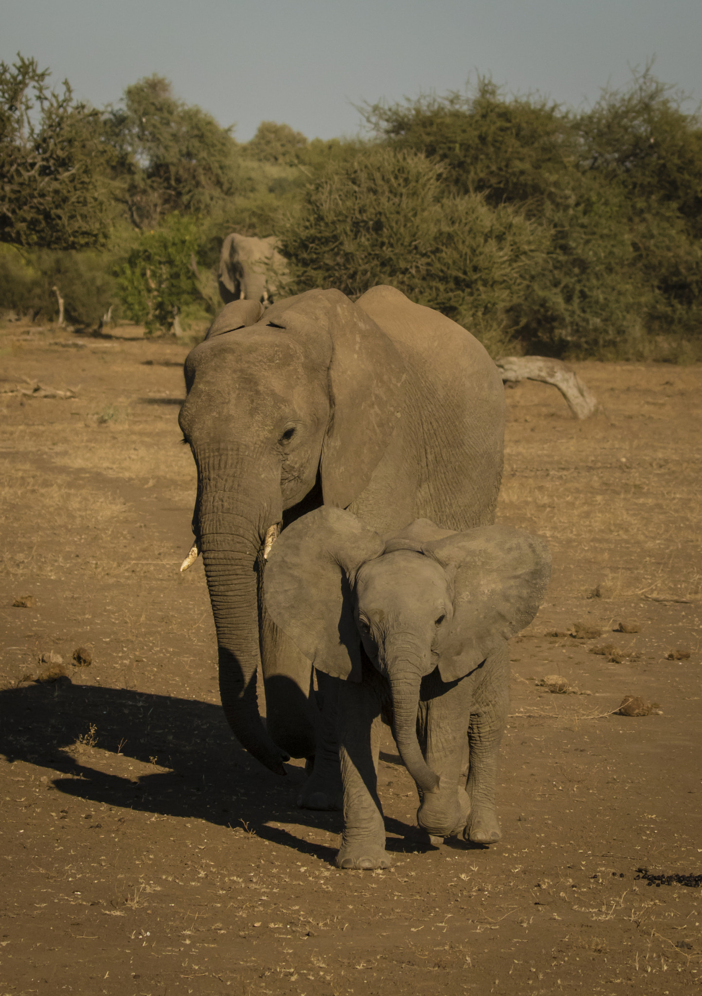 Canon EF 100-400mm F4.5-5.6L IS II USM sample photo. Elephant fam photography