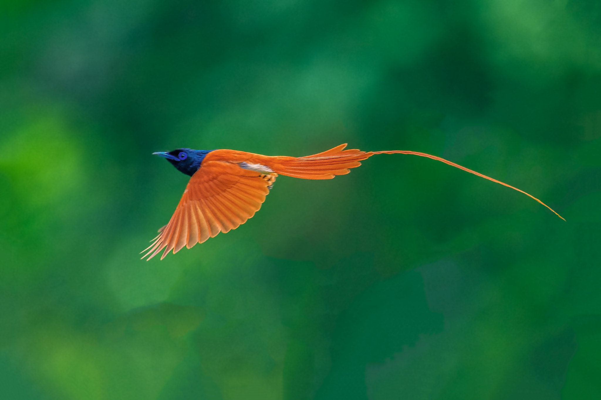 Nikon AF-S Nikkor 800mm F5.6E FL ED VR sample photo. Asian paradise flycatcher (indian paradise flycatcher ) সহব বলবল terpsiphone paradisi photography