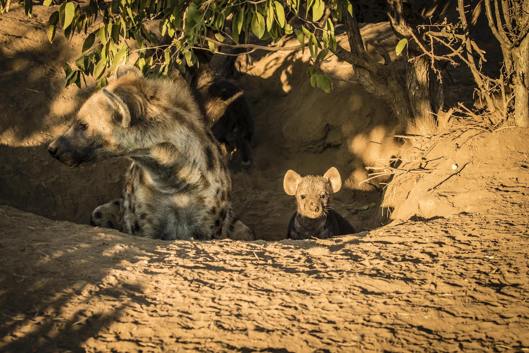 Canon EOS 7D Mark II + Canon EF 100-400mm F4.5-5.6L IS II USM sample photo. Morning photography