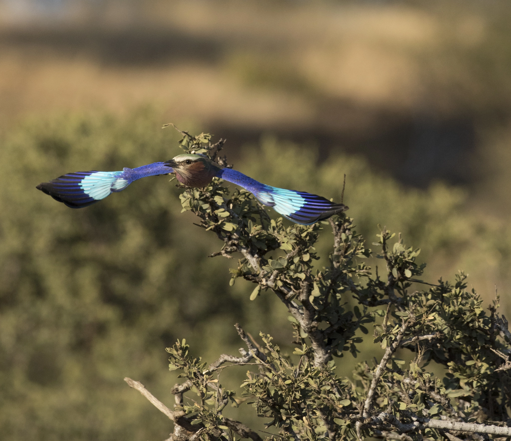 Canon EF 100-400mm F4.5-5.6L IS II USM sample photo. Flight photography
