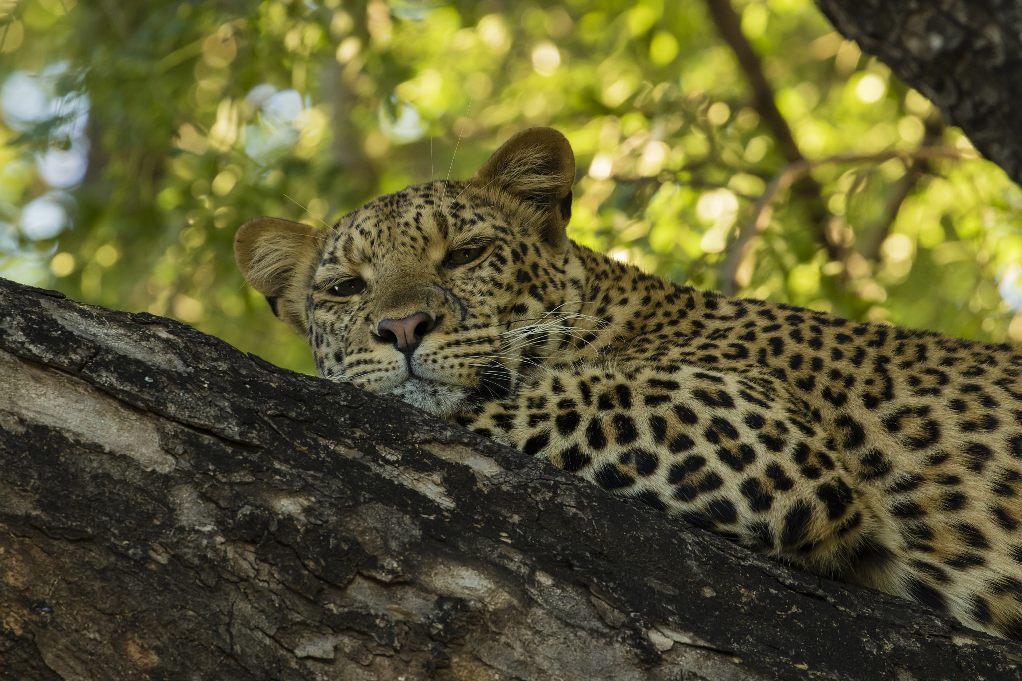 Canon EOS 7D Mark II + Canon EF 100-400mm F4.5-5.6L IS II USM sample photo. Branch photography