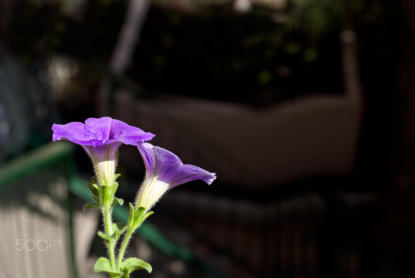 Pentax smc D-FA 50mm F2.8 Macro sample photo. Flor photography
