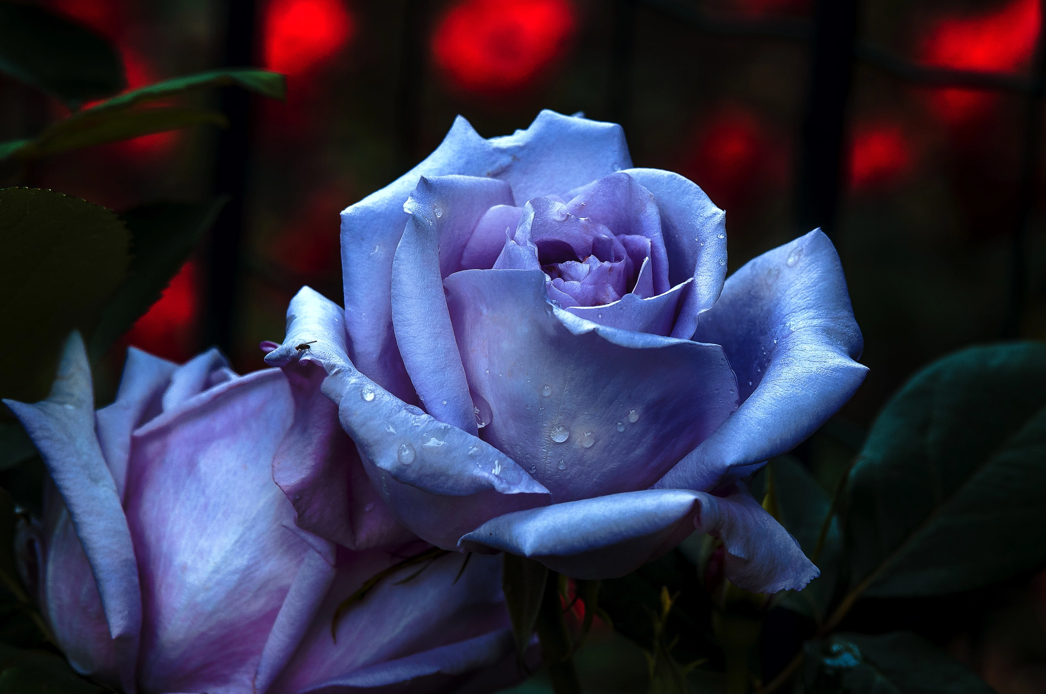 Nikon D300 + AF Micro-Nikkor 105mm f/2.8 sample photo. Розы "Голубой Нил" photography