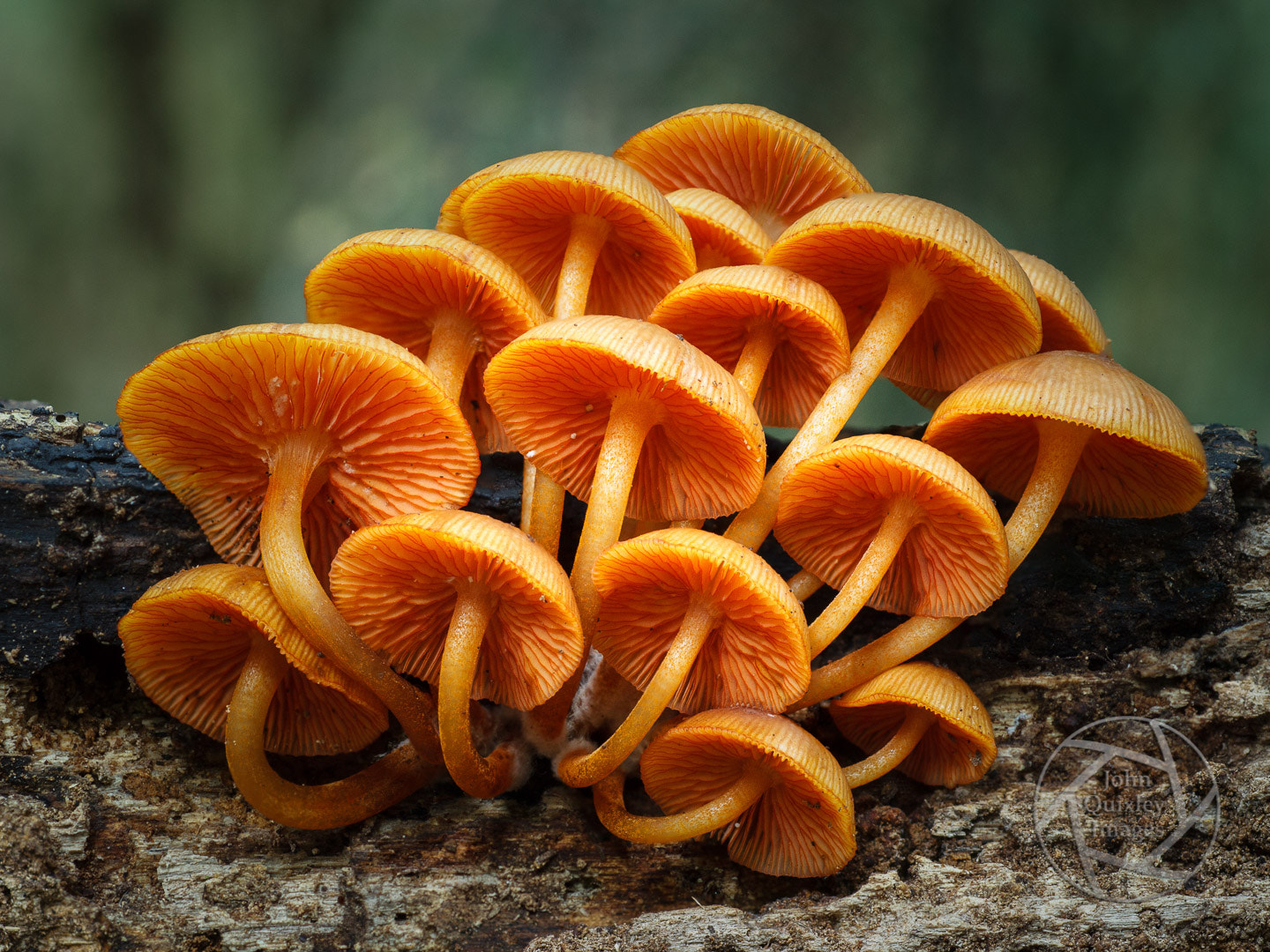 Canon EOS 7D + Tamron SP AF 90mm F2.8 Di Macro sample photo. Orange group on the munros camp walk photography