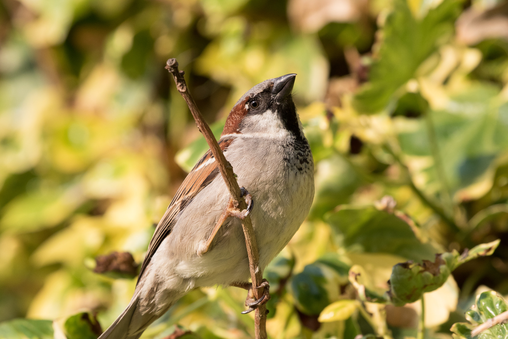 Canon EOS 7D Mark II + Canon EF 100-400mm F4.5-5.6L IS II USM sample photo. House sparrow photography