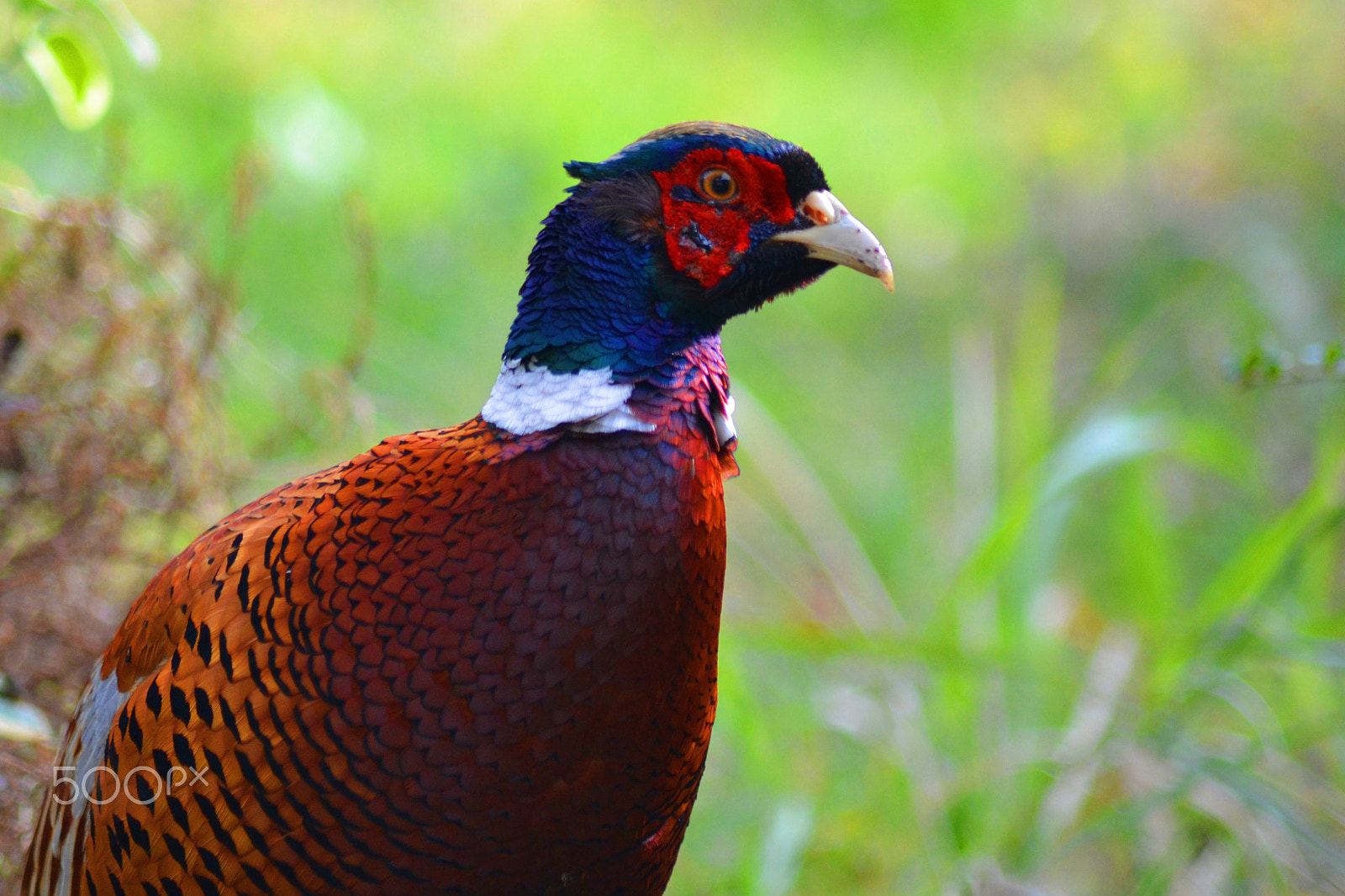 AF Zoom-Nikkor 70-300mm f/4-5.6D ED sample photo. Fazan photography