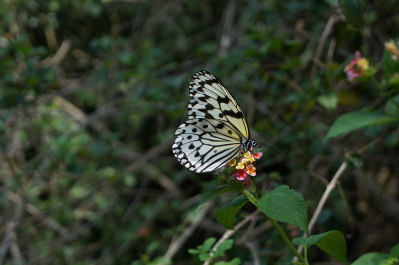 Sony E 18-55mm F3.5-5.6 OSS sample photo. 蝶 photography