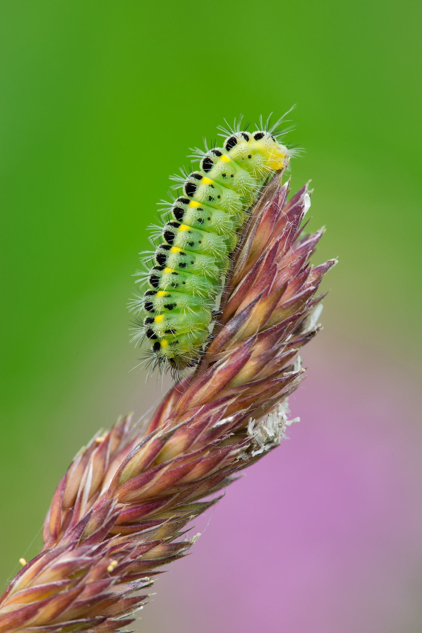 Canon EF 180mm F3.5L Macro USM sample photo. Zygaena filipendulae caterpillar photography