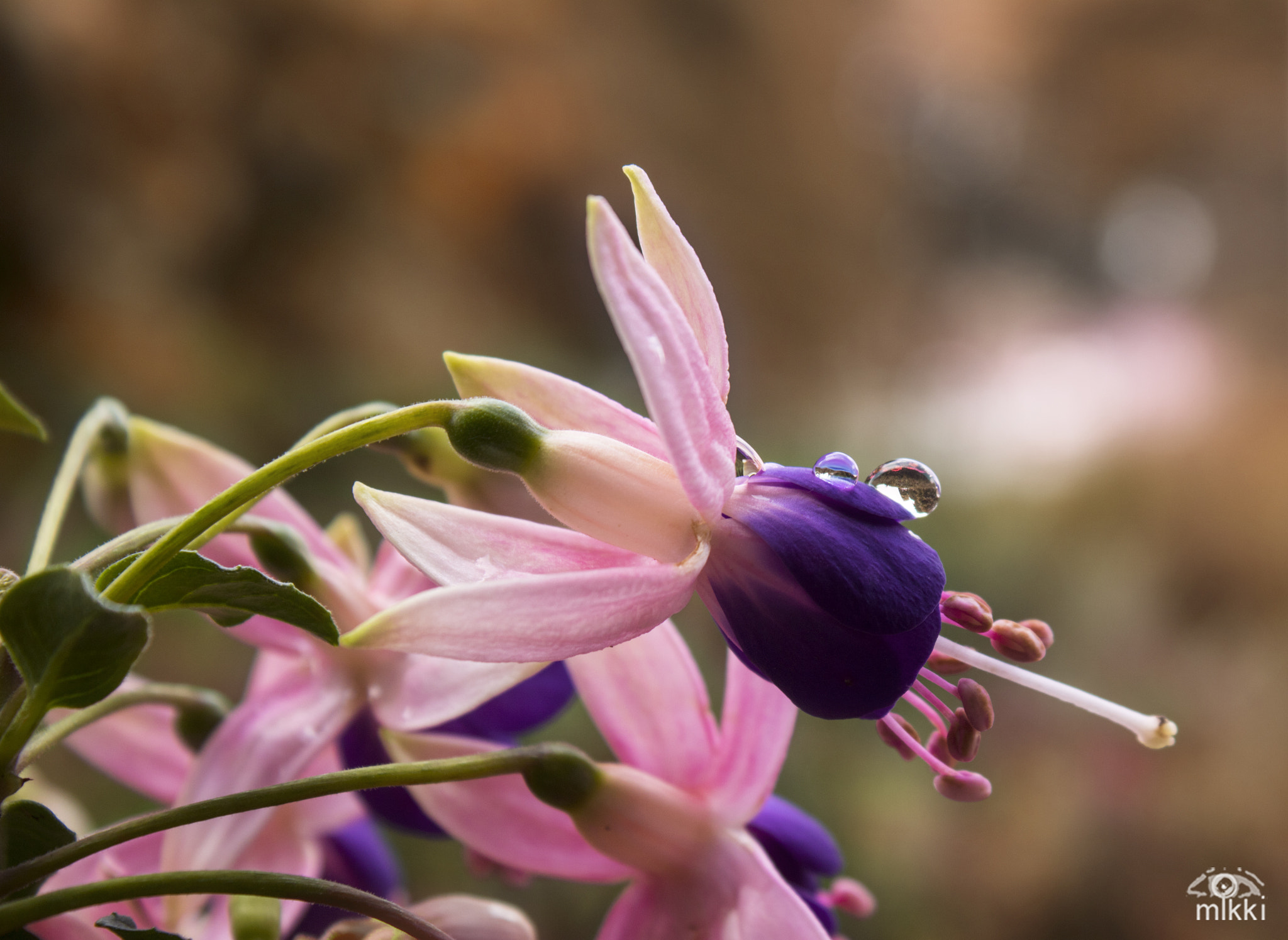 Canon EOS 760D (EOS Rebel T6s / EOS 8000D) sample photo. Fuchsie photography
