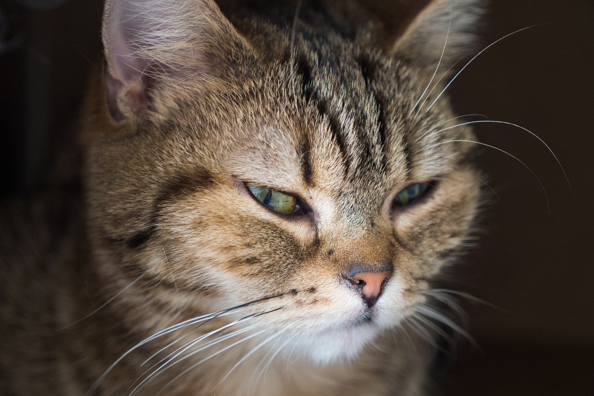 Panasonic Lumix G X Vario 12-35mm F2.8 ASPH Power OIS sample photo. She's grumpy photography