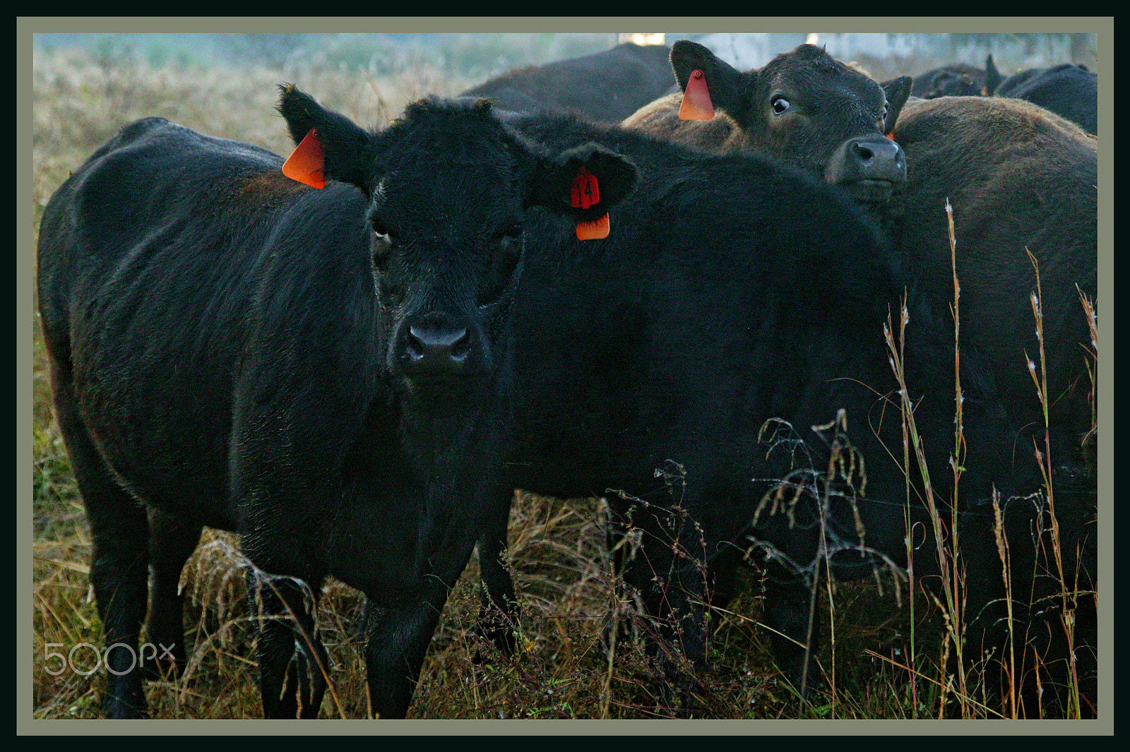 Canon EOS-1Ds sample photo. What's the beef? photography