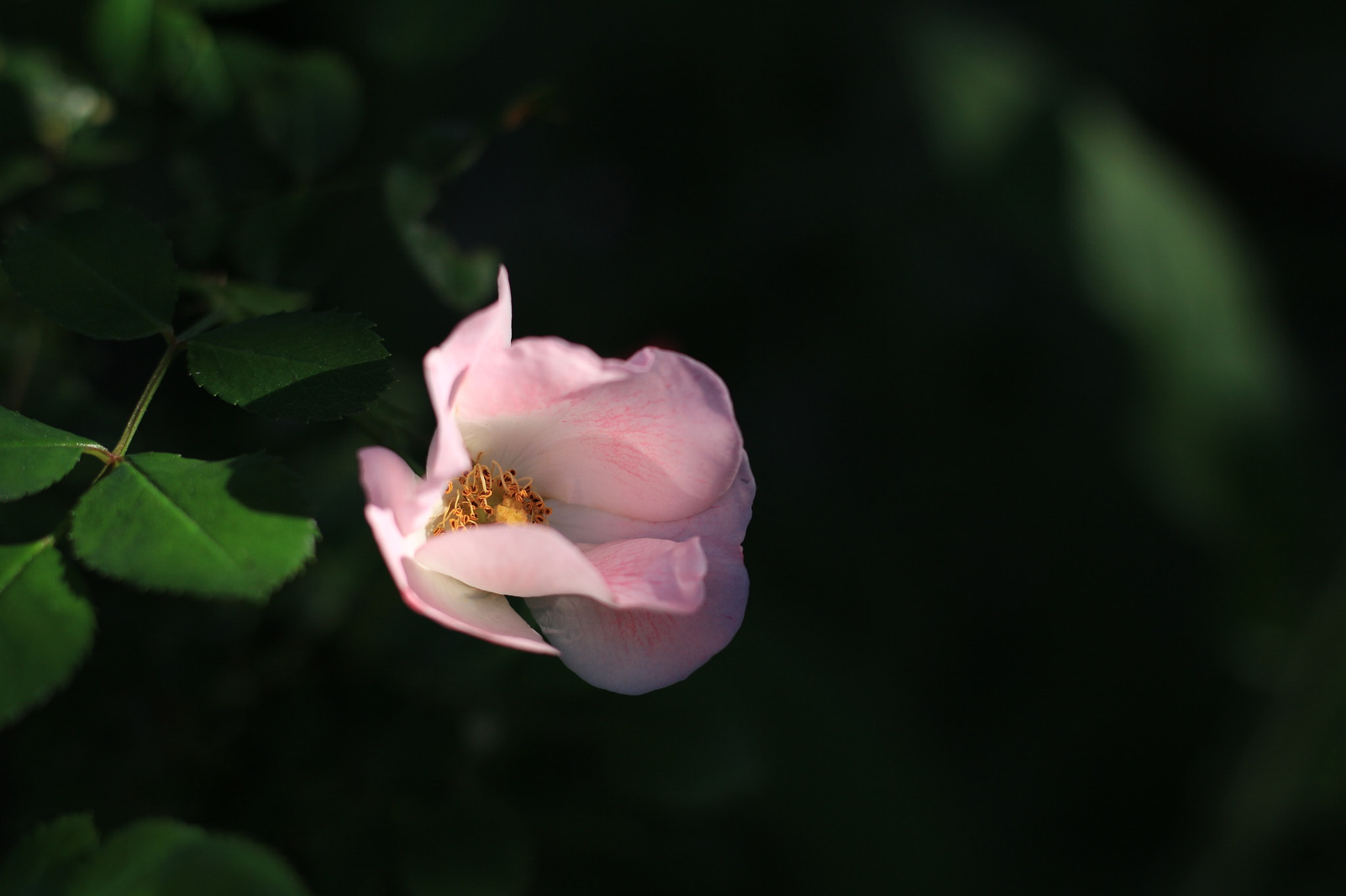 Canon EOS M sample photo. Pink rose photography